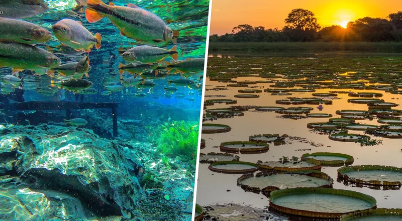 Bonito and Pantanal