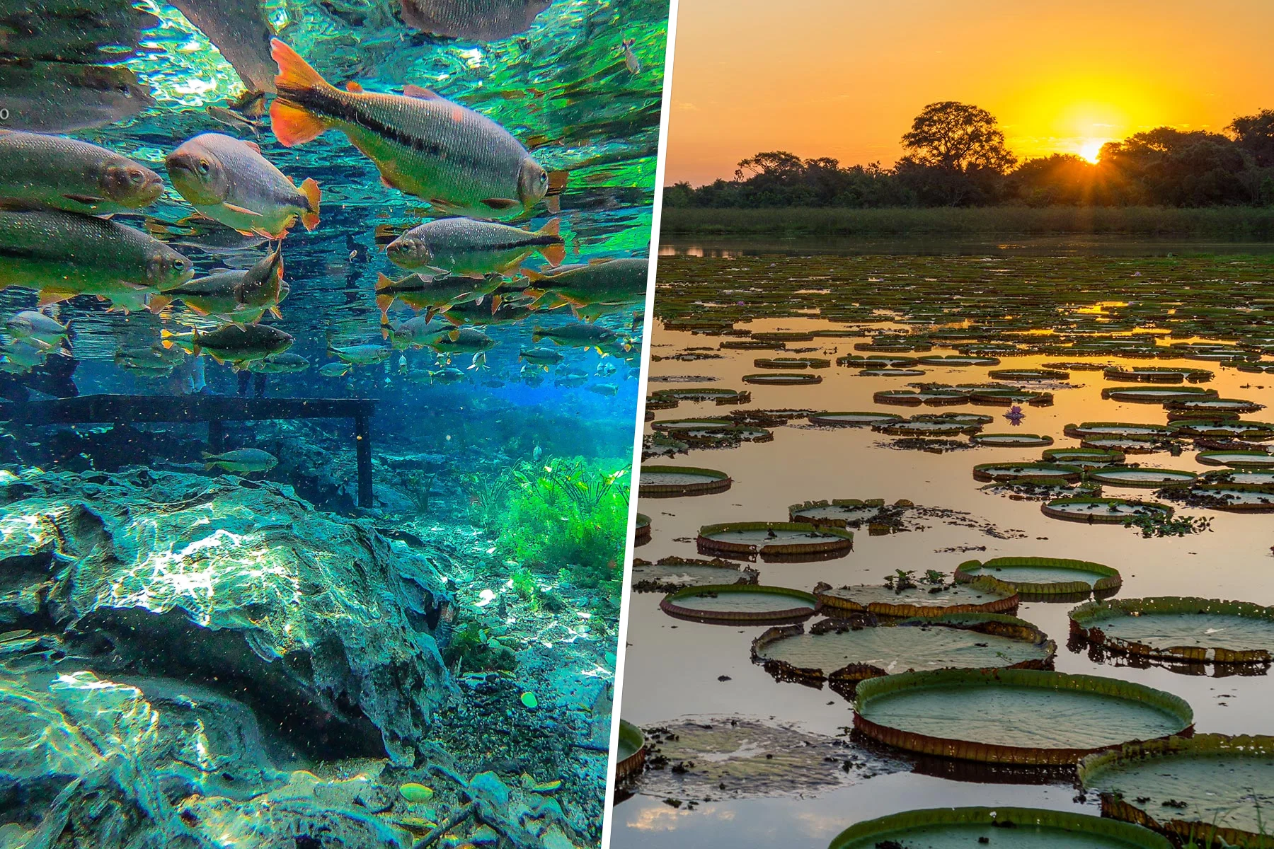 Bonito and Pantanal