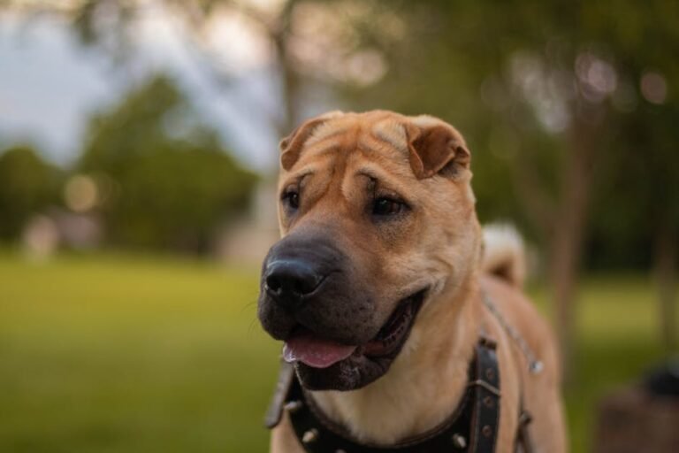 pousadas pet friendly em Paraty ou Ilha Grande