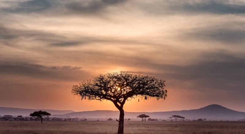 Floresta Amazônica vista do barco em Manaus, Amazonas
