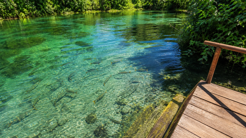 Crystal-clear Rio Formoso river bathing area with wooden sun deck and piraputanga fish swimming in Bonito Brazil