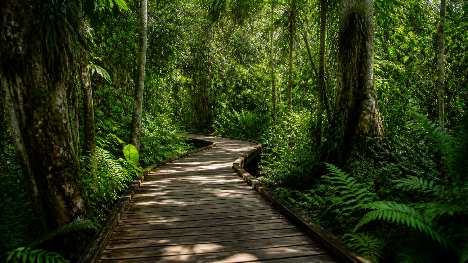 Manaus Beyond the River: 5 Unique Urban Spots You Need to Visit 2 Shaded forest boardwalk trail at Bosque da Ciência with lush Amazon vegetation in Manaus