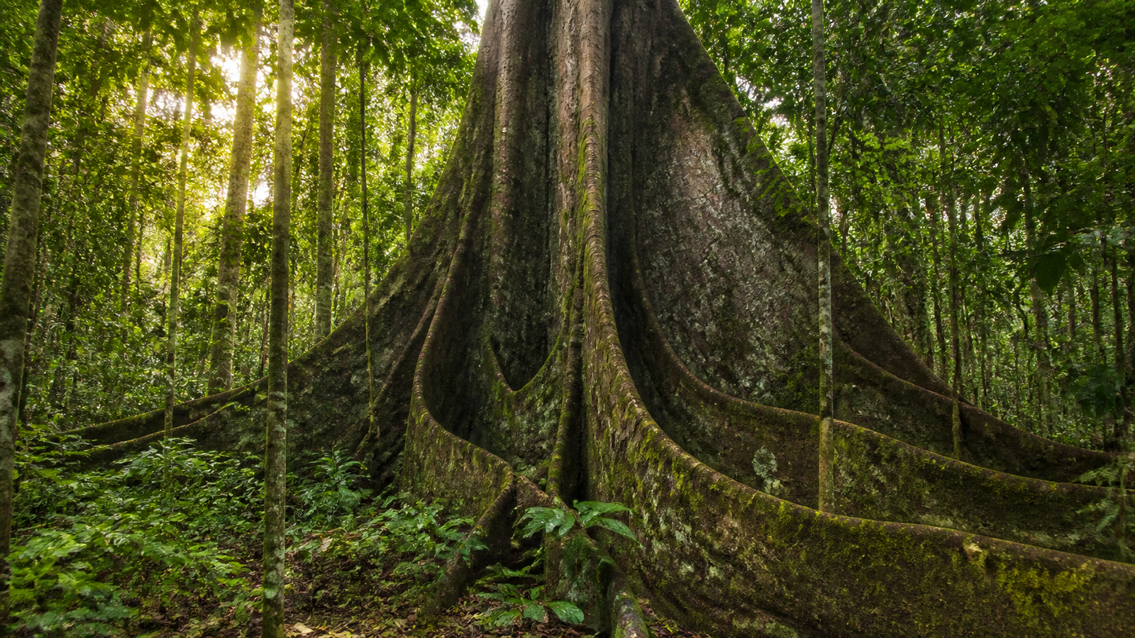 What to Do in Alter do Chão: The Realistic 3 to 4-Day Amazon Itinerary 2 Colossal centuries-old Sumaúma tree with giant buttress roots in FLONA Tapajós, Pará, Brazil