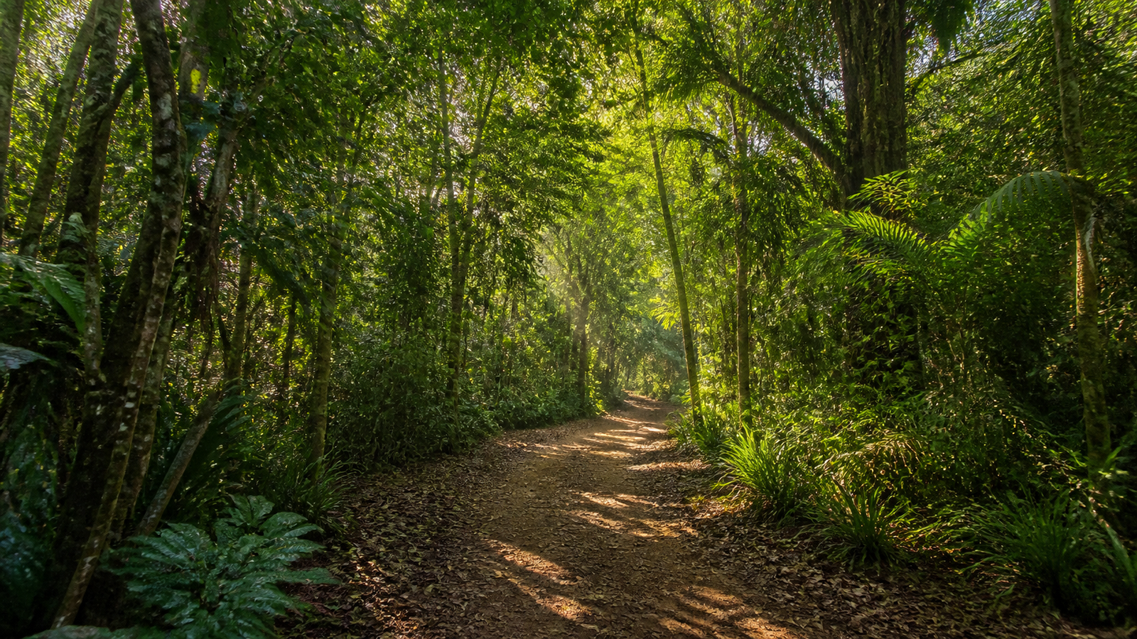 João Pessoa Beyond the Obvious: 6 Quiet Beaches and Peaceful Escapes 4 Shaded walking trail beneath lush Atlantic Forest canopy at Jardim Botânico Benjamim Maranhão in João Pessoa.