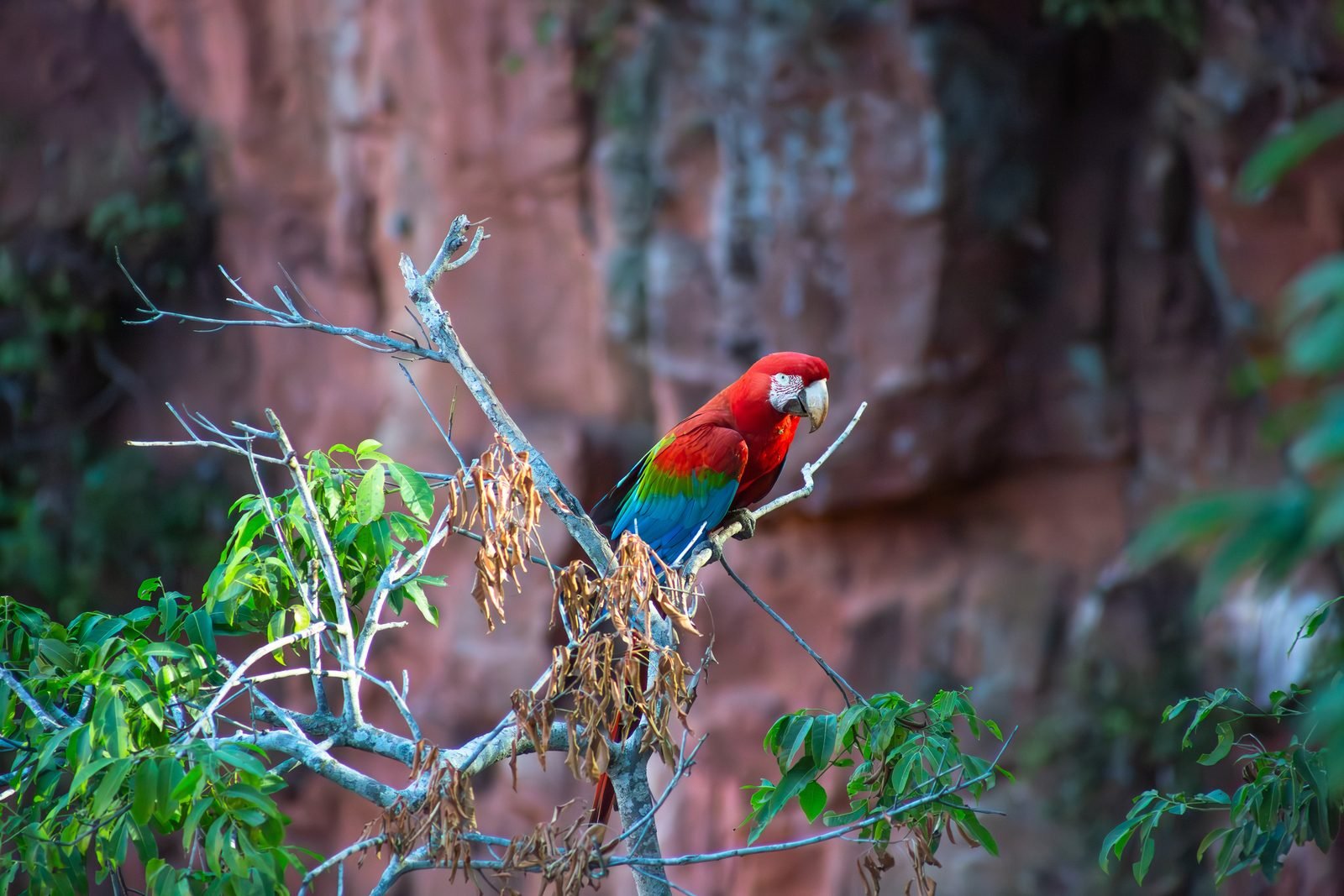 Arara-vermelha pousada em um galho seco diante da parede avermelhada de arenito do Buraco das Araras, em Jardim (MS)