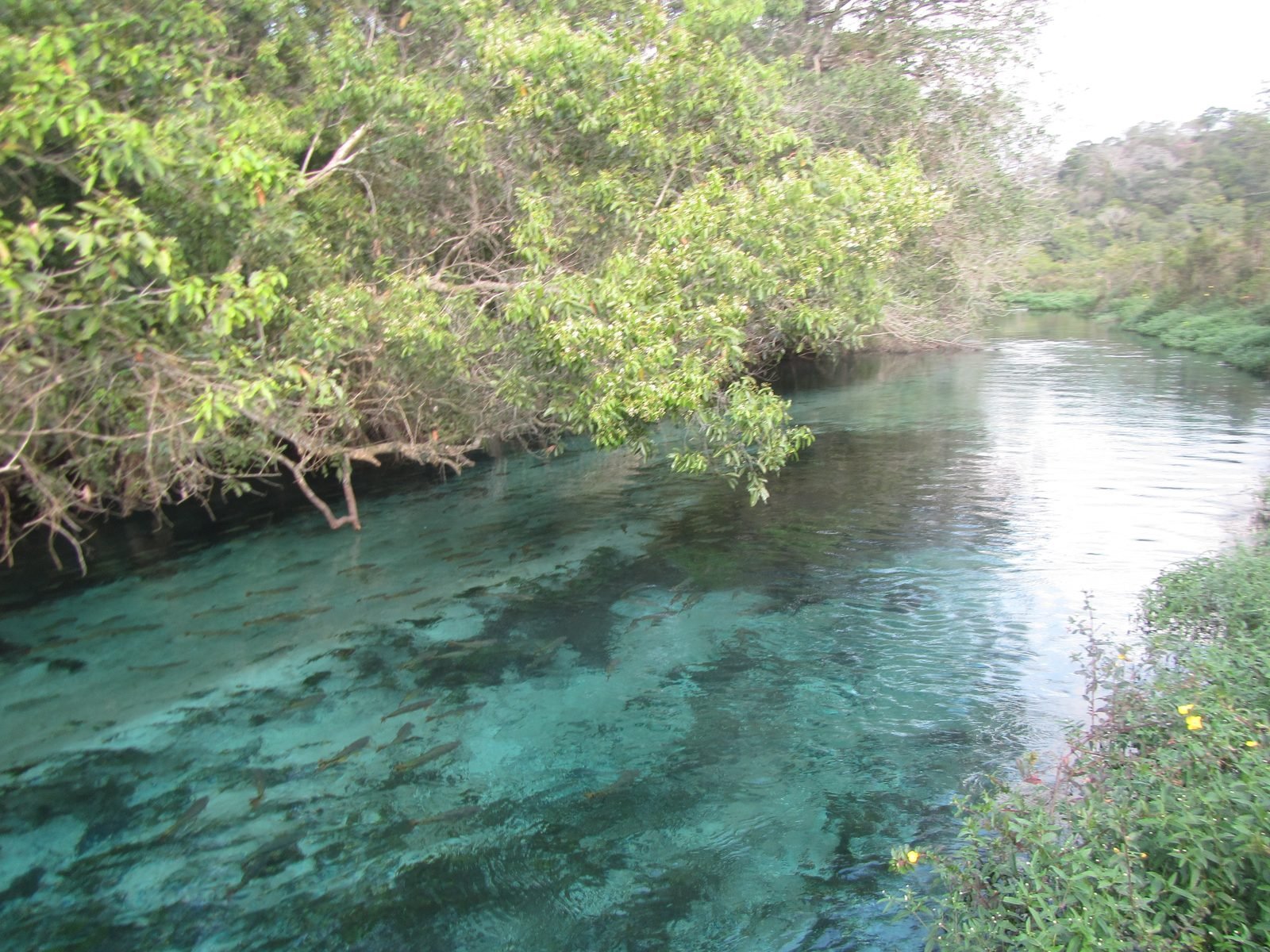 Rio Sucuri em Bonito (MS) com água verde-turquesa transparente, peixes visíveis no leito claro e árvores da mata ciliar debruçadas sobre o rio