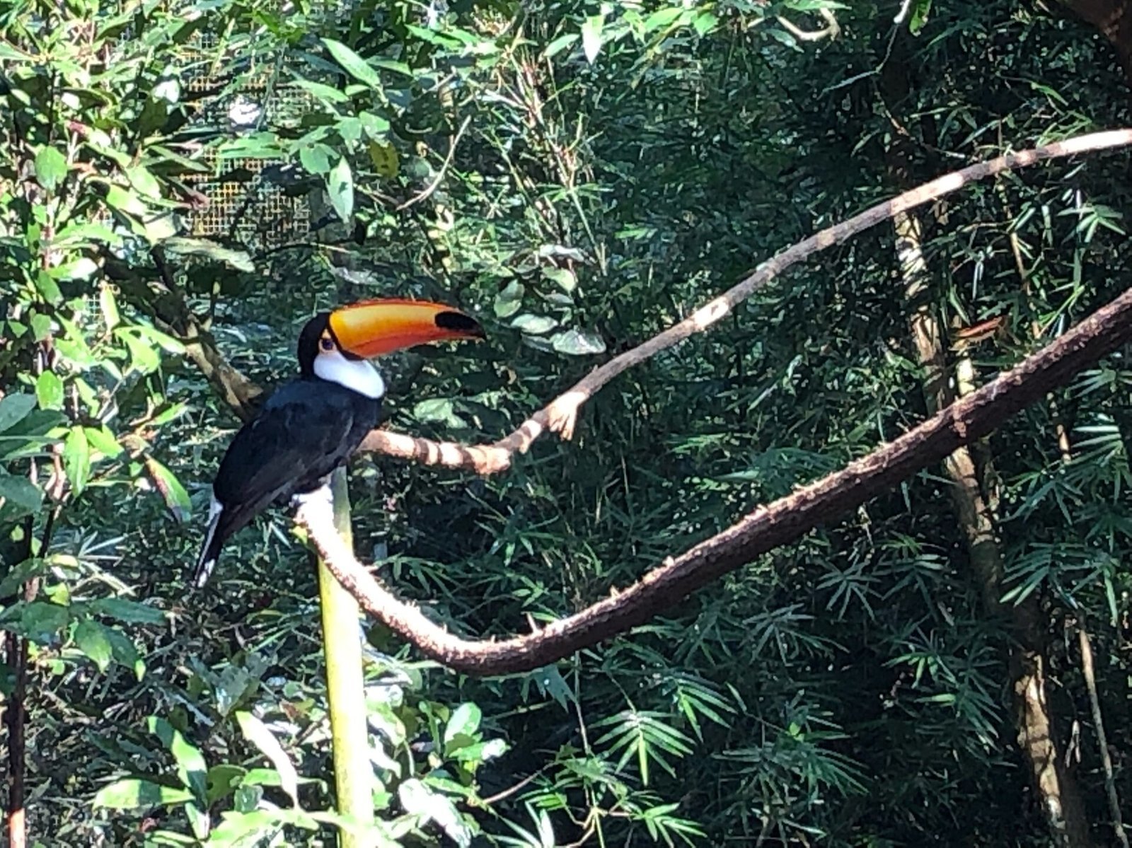 Toco toucan perched on a branch at Bird Park in Foz do Iguaçu