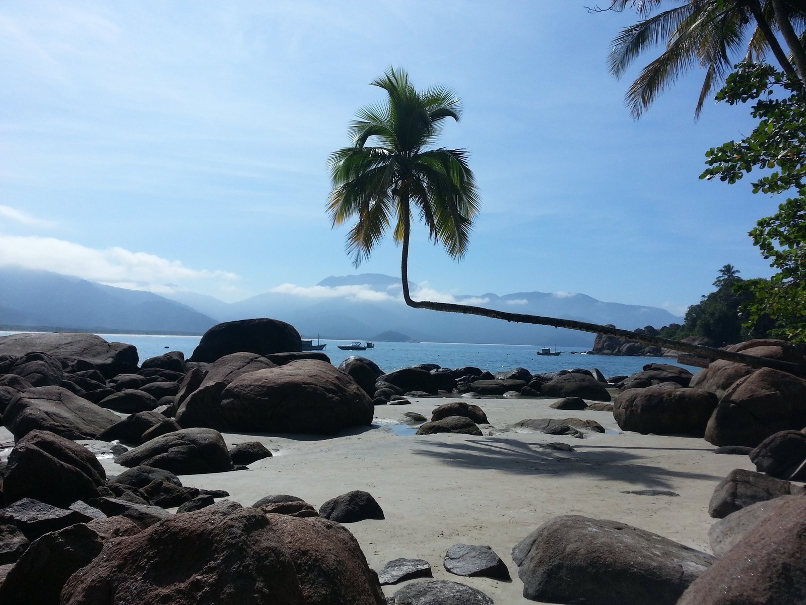O famoso coqueiro deitado da Praia do Aventureiro, na Ilha Grande, que cresce na horizontal sobre as pedras em direção ao mar, com o mar azul e montanhas ao fundo