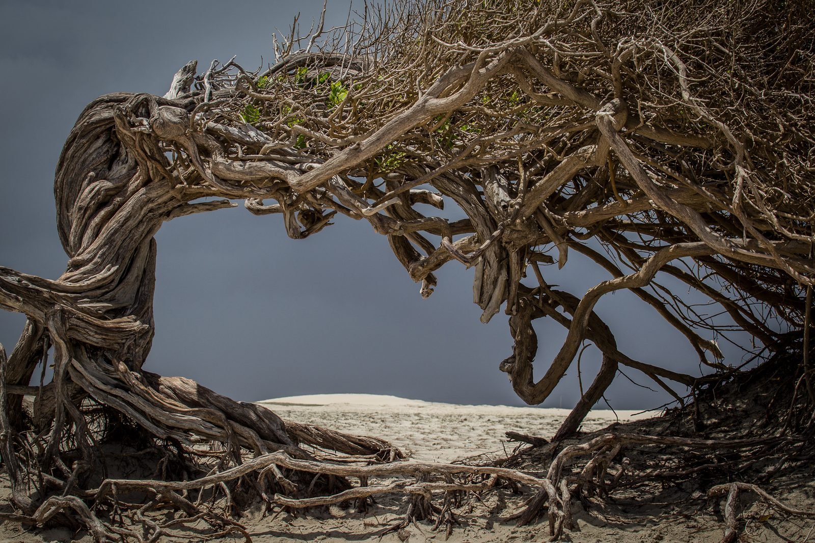 A Árvore da Preguiça em Jericoacoara, um tronco retorcido e inclinado pelo vento sobre a areia clara, com galhos e folhas apontando para o mesmo lado