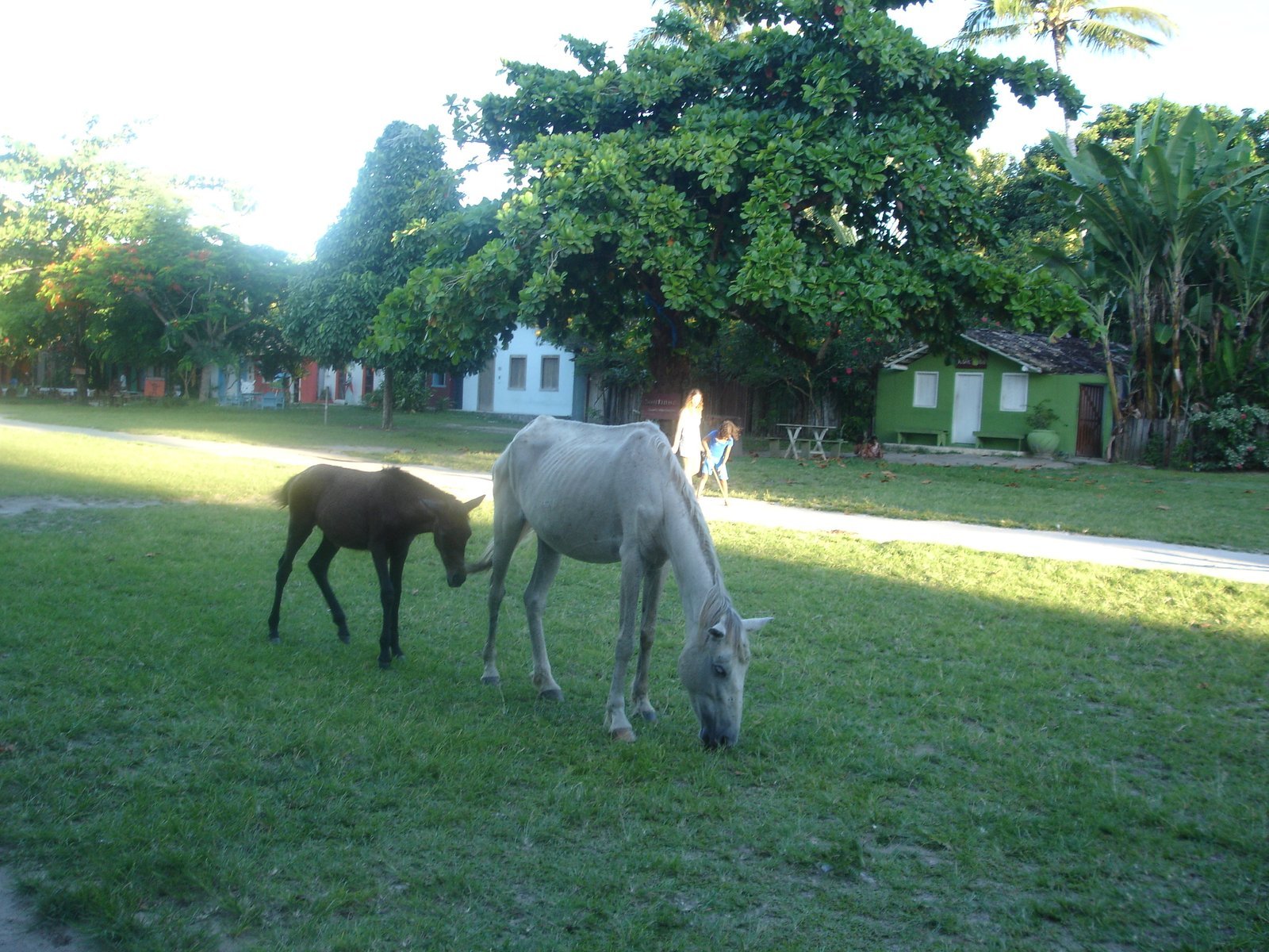 Cavalos pastando no gramado do Quadrado de Trancoso, em Porto Seguro (BA), com árvores grandes e casinhas coloridas de um andar ao fundo