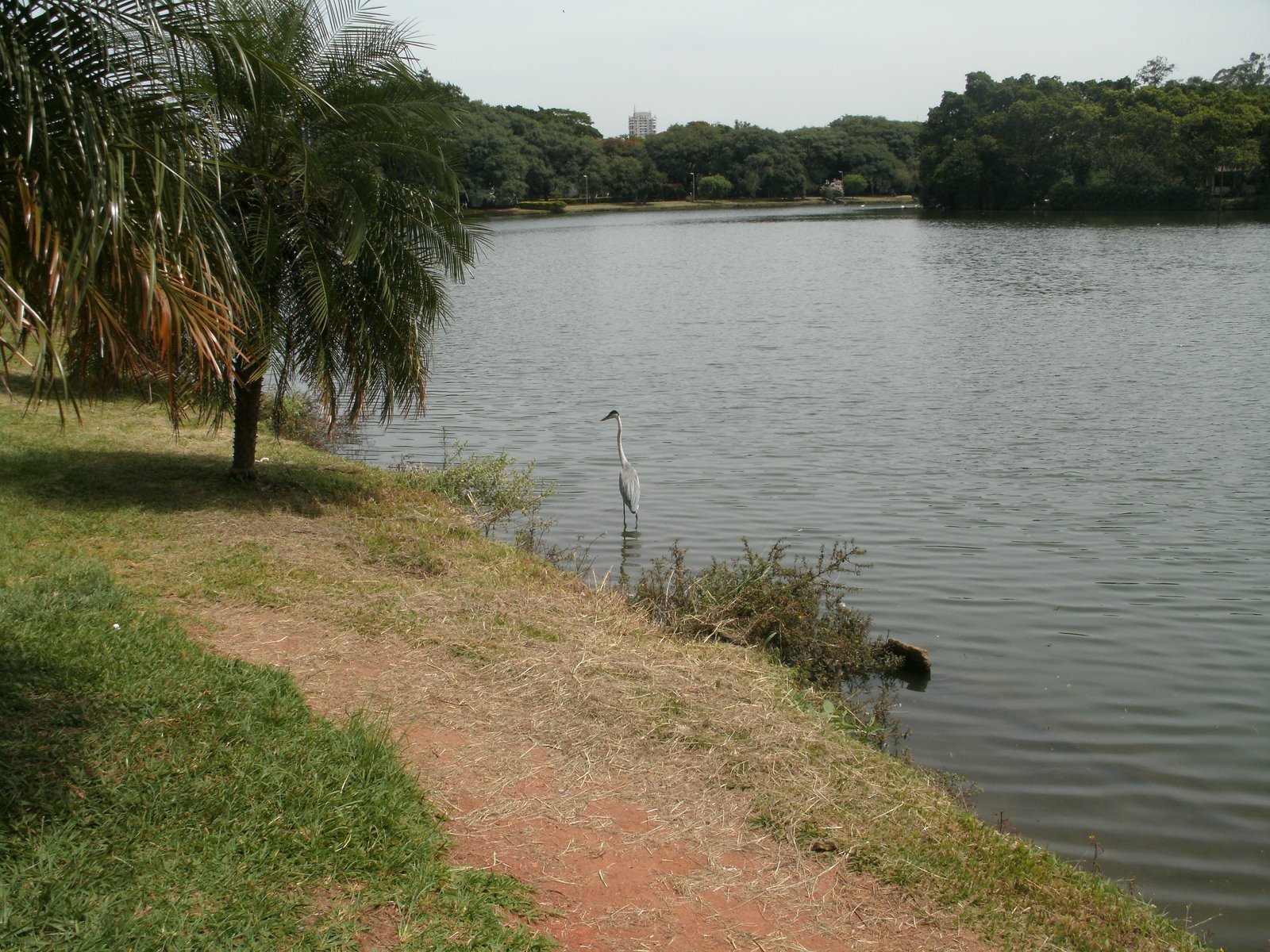Lago das Garças lake in Ibirapuera Park, São Paulo, with a grassy bank, a palm tree and dense trees across the water